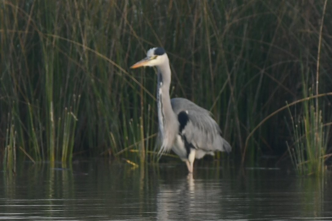 Airone cenerino - ML647458229