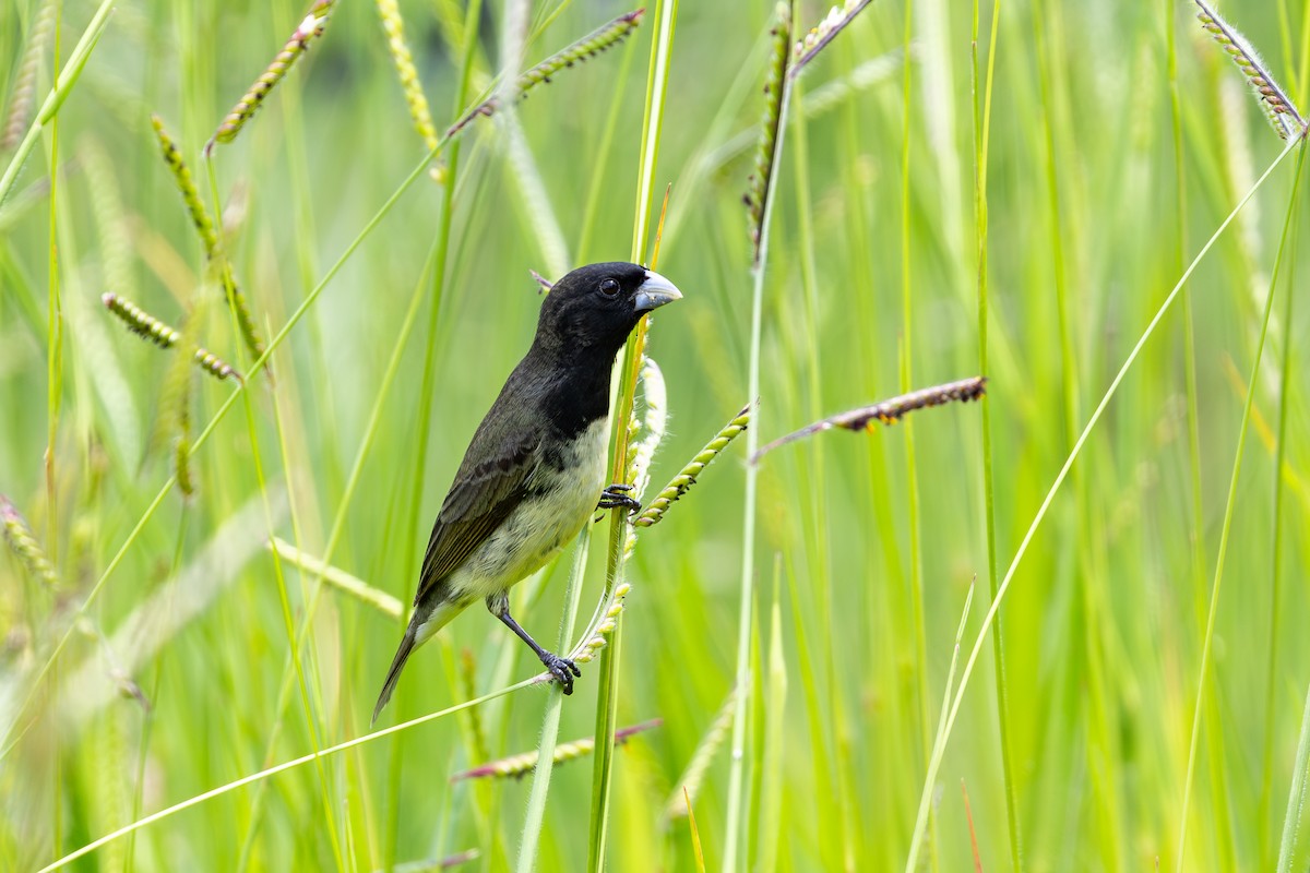 Gelbbauchspelzer - ML647458230