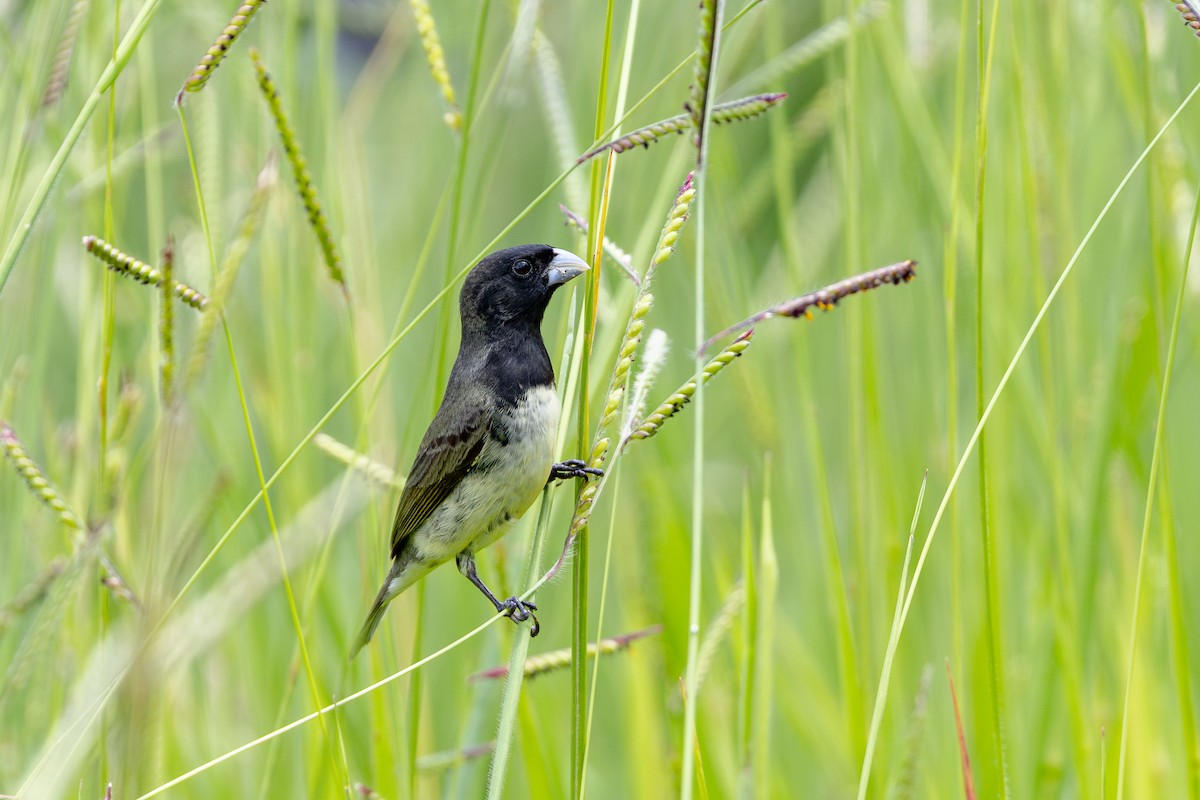 Yellow-bellied Seedeater - ML647458231