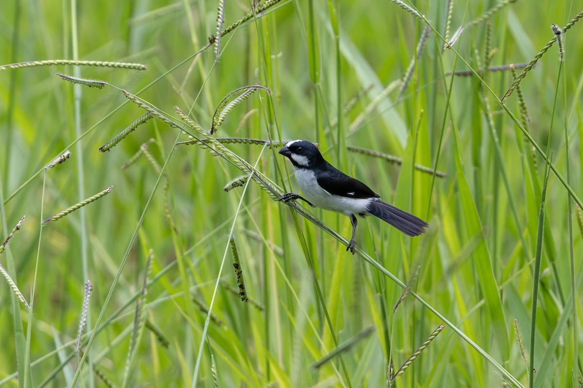 Diamantspelzer - ML647458234