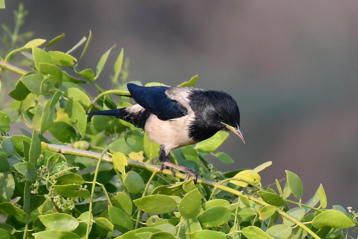 Rosenstar - ML647458235