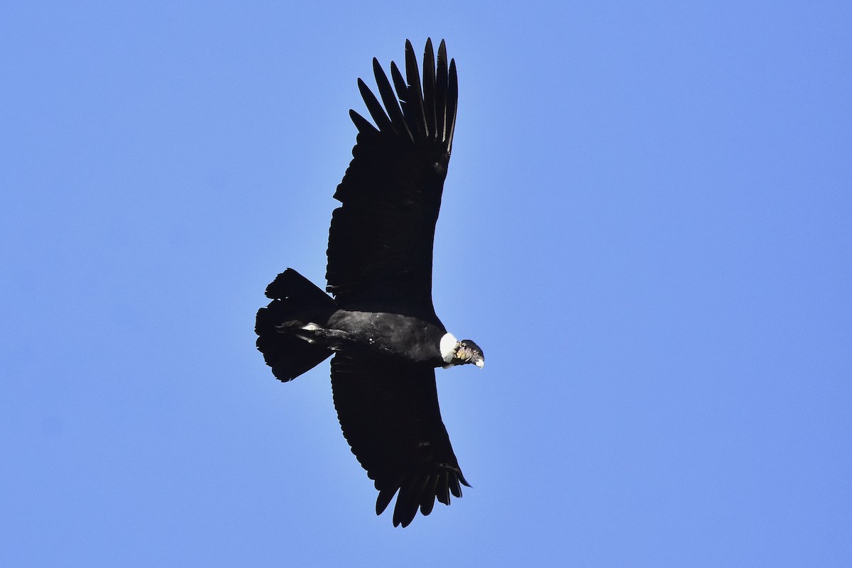 Andenkondor - ML647458236