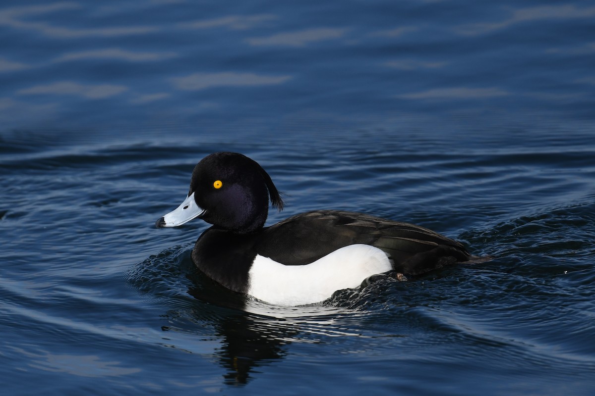 Reiherente - ML647458239