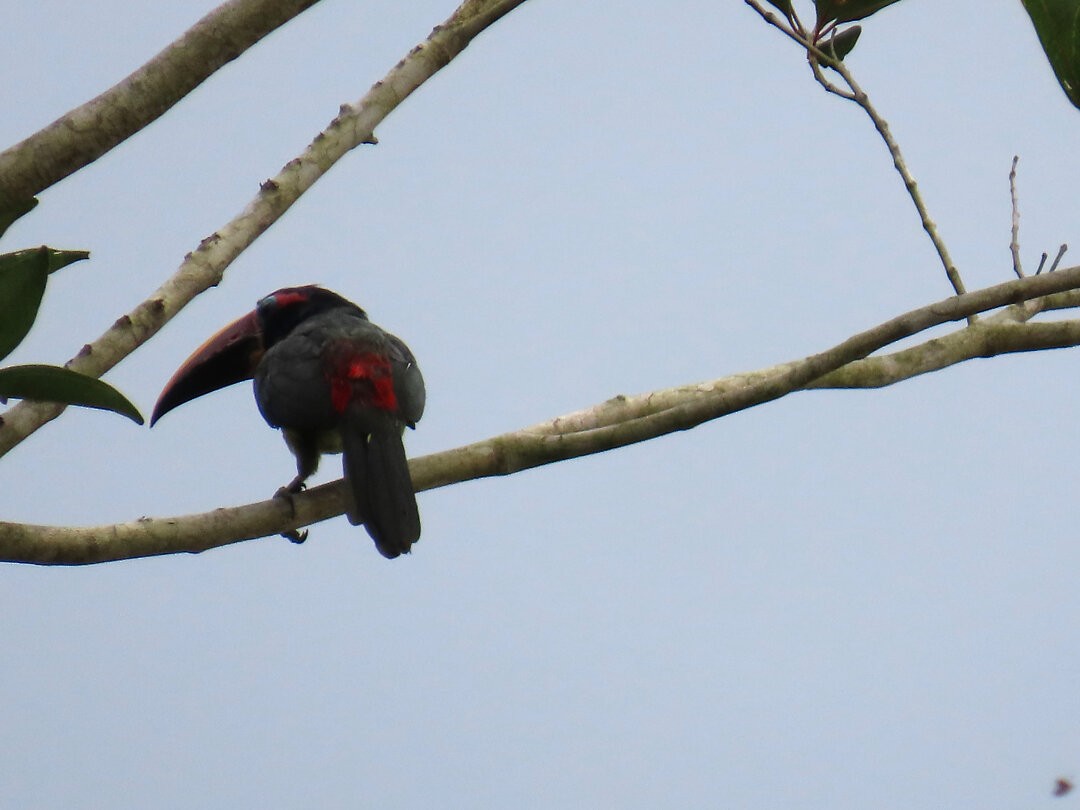 Grünarassari - ML647458240