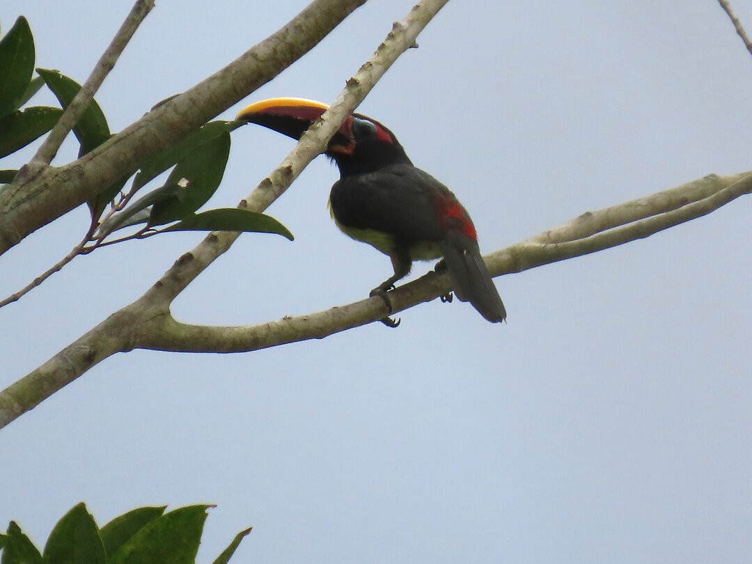 Grünarassari - ML647458241