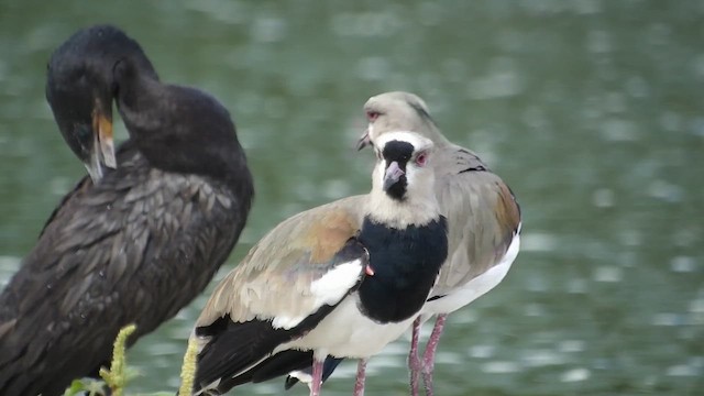 Bronzekiebitz (cayennensis) - ML647458246