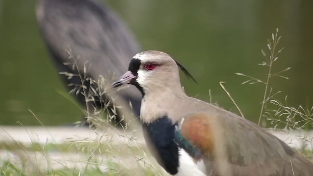 Bronzekiebitz (cayennensis) - ML647458250