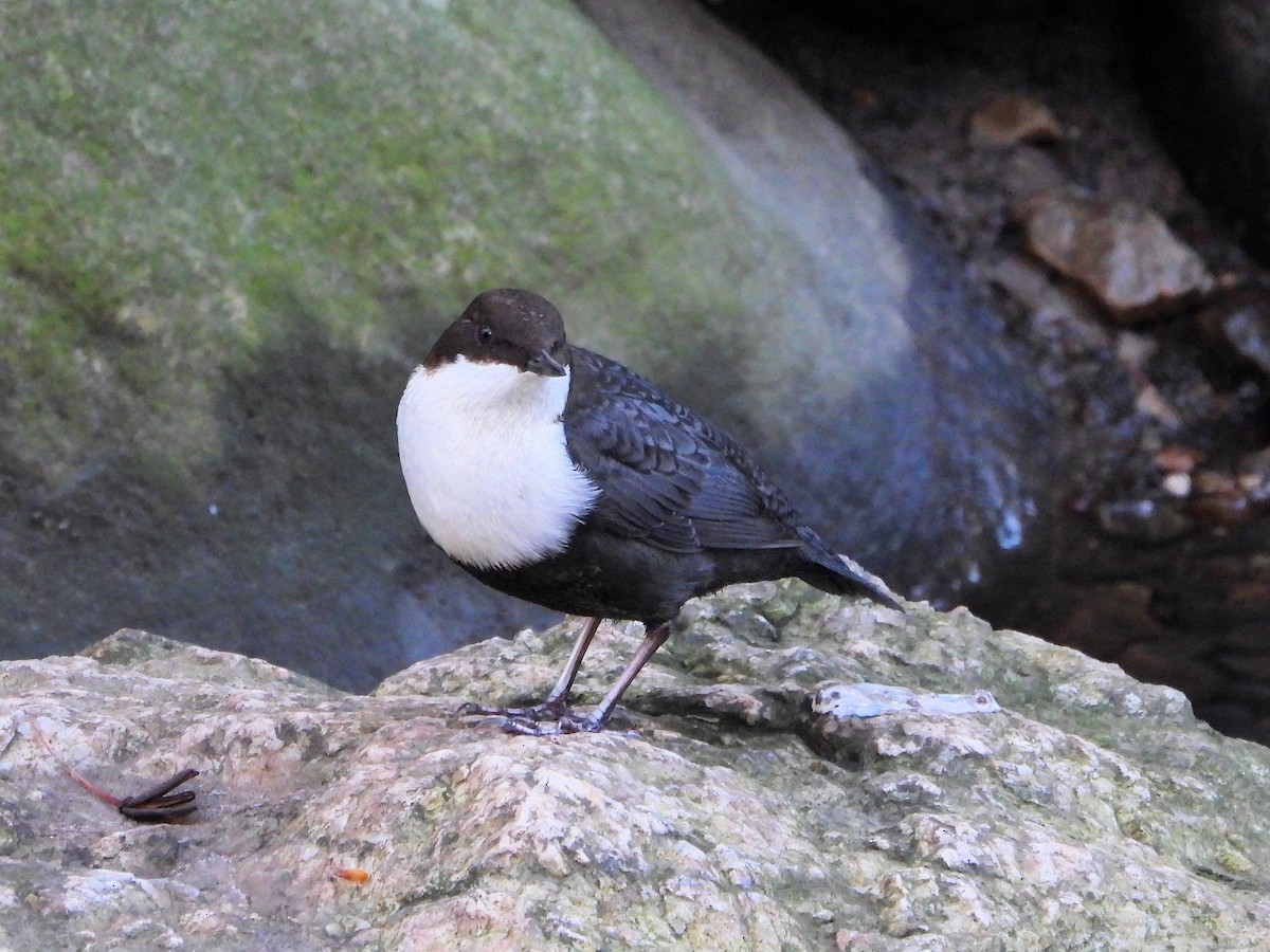 Wasseramsel - ML647458251