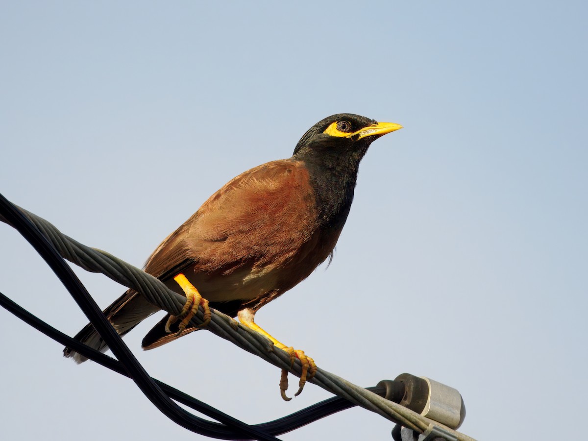 Hirtenmaina - ML647458252