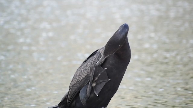 Humboldtscharbe - ML647458254