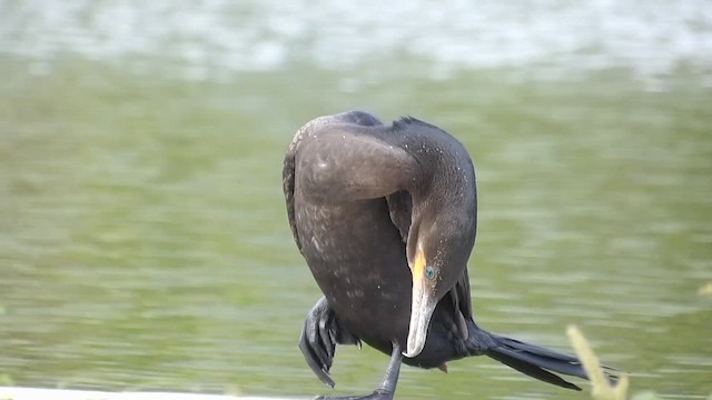 Humboldtscharbe - ML647458257