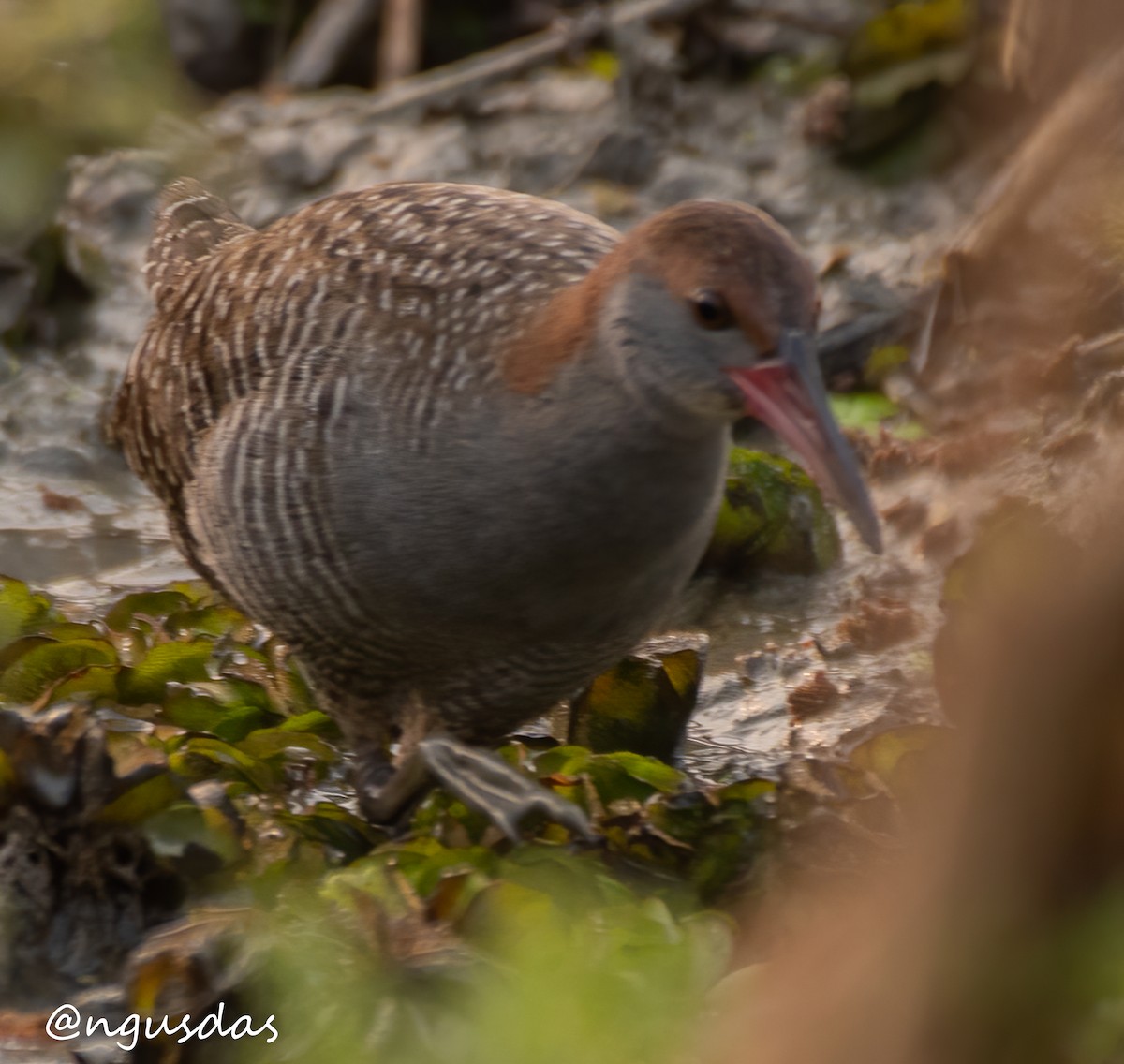 Slaty-breasted Rail - ML647458286