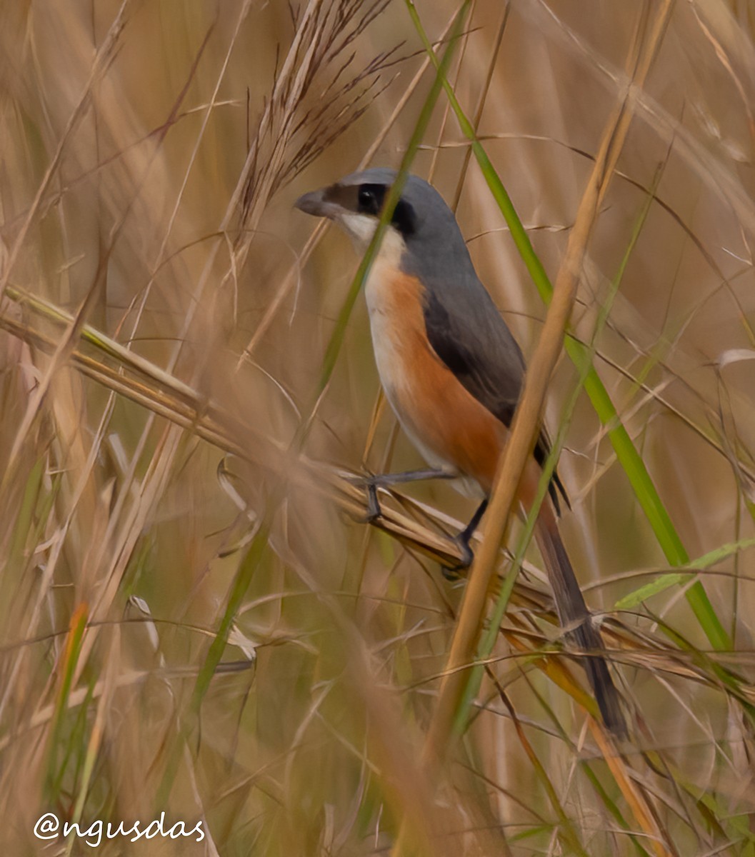 Gray-backed Shrike - ML647458298