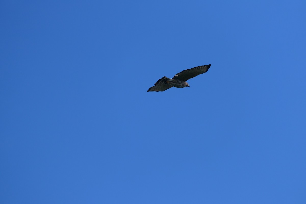 Broad-winged Hawk (Caribbean) - ML647458301