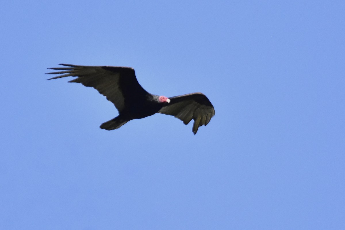 Turkey Vulture - ML647458306