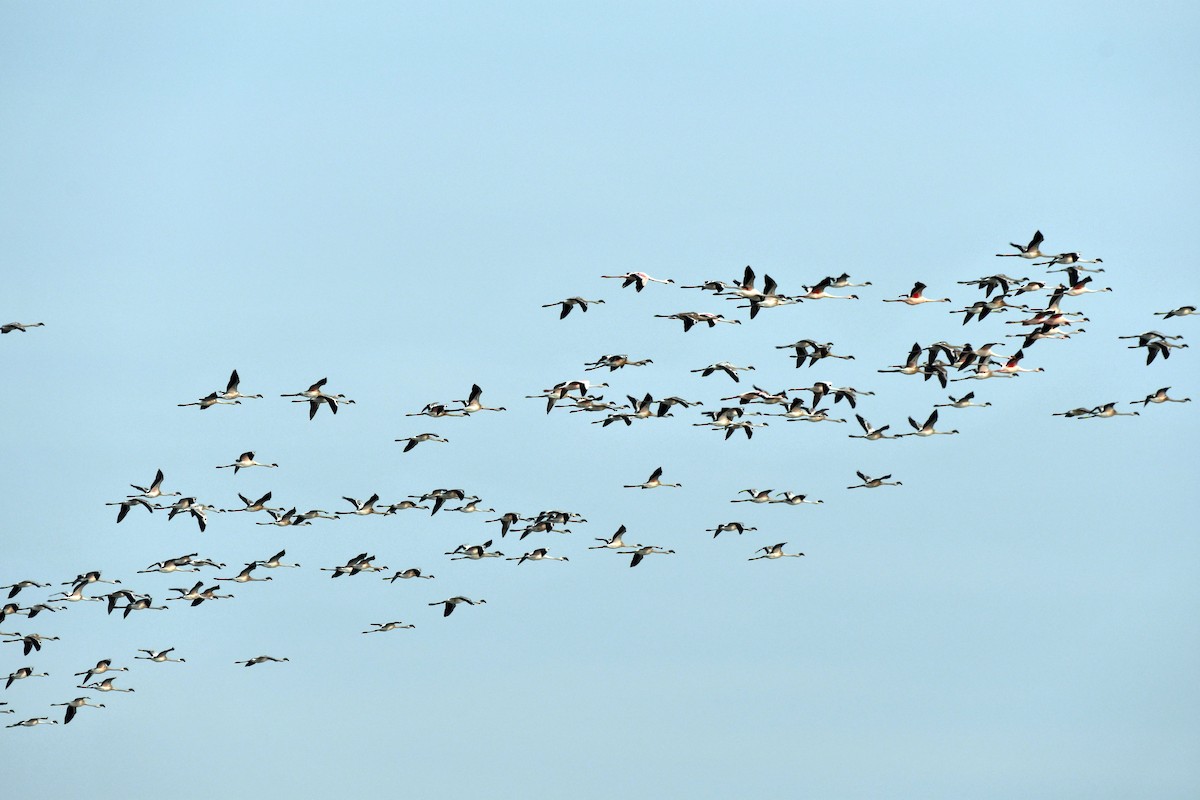 Zwergflamingo - ML647458341