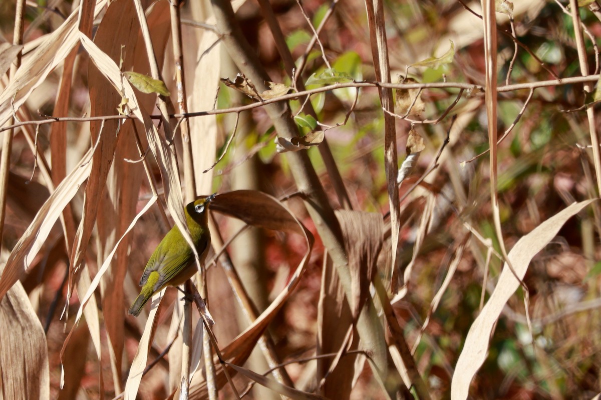 Warbling White-eye - ML647458356