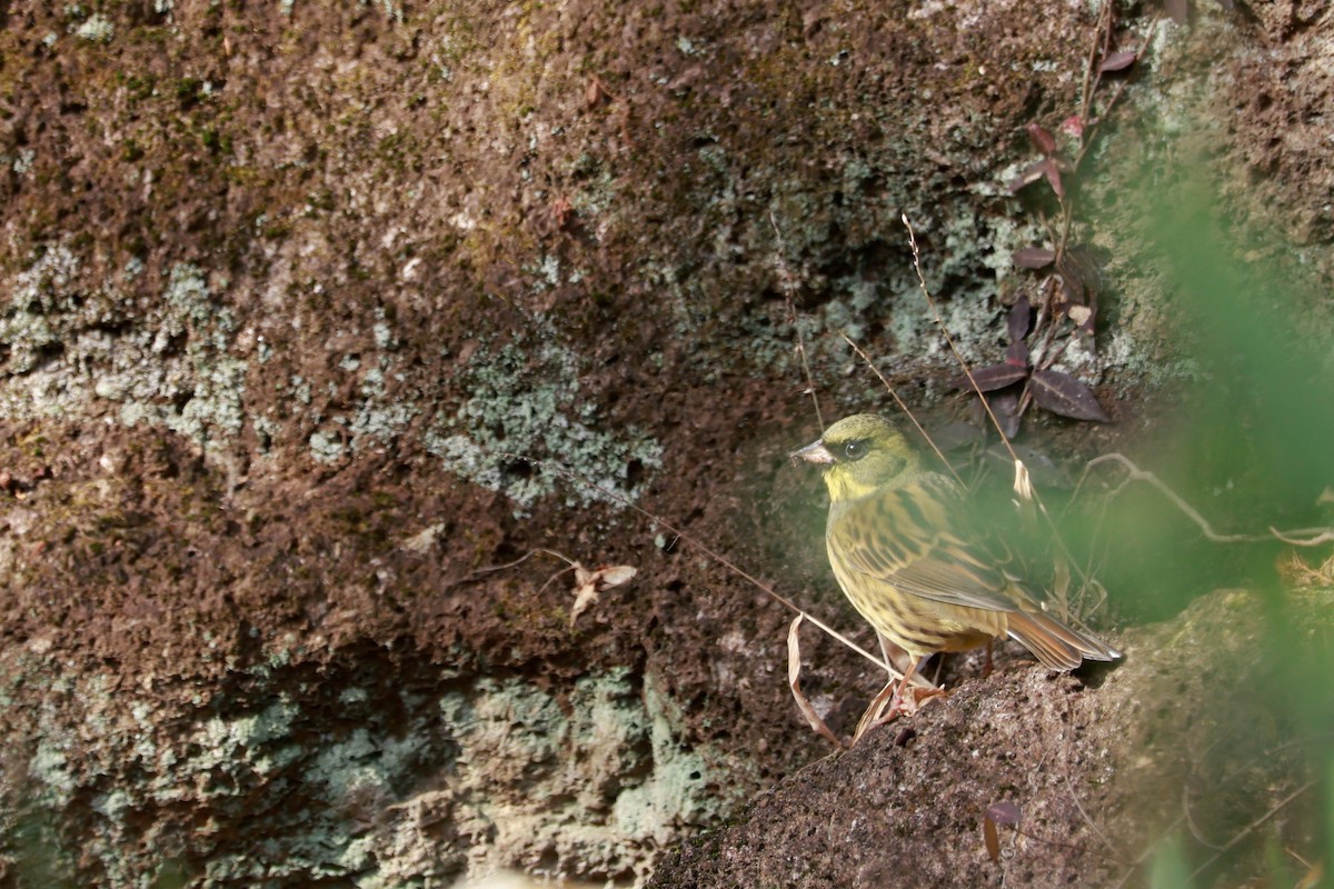 Masked Bunting - ML647458389