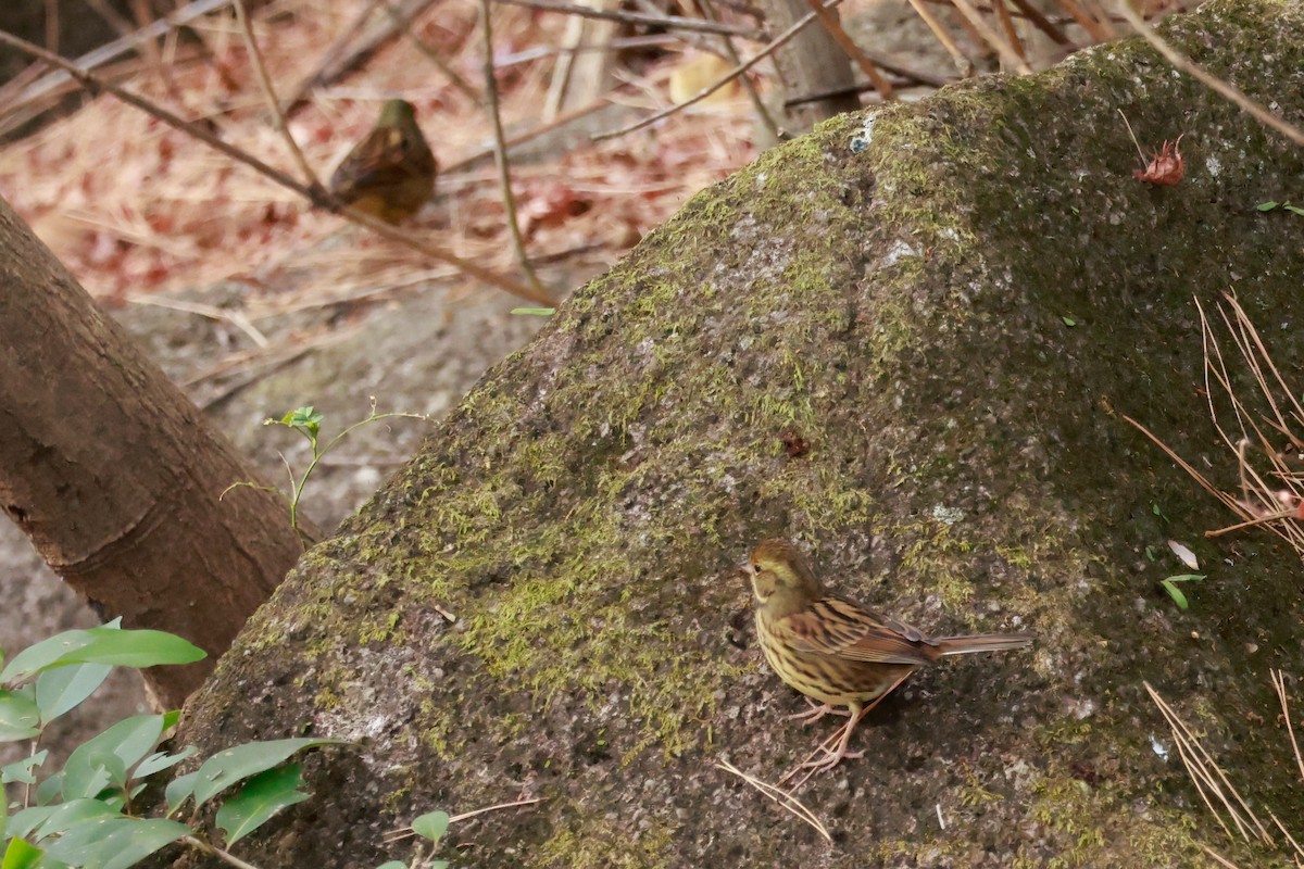 Masked Bunting - ML647458391