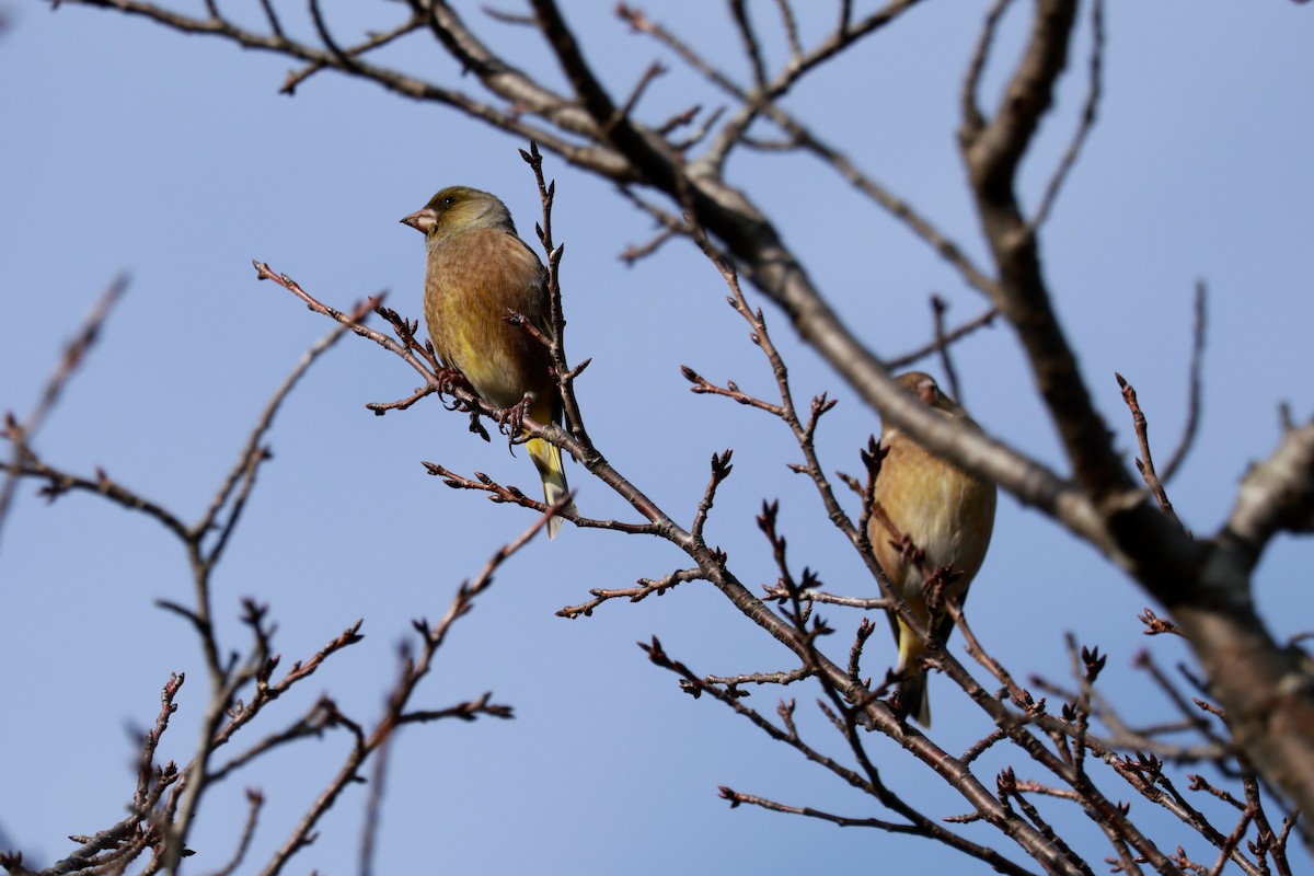 Зеленяк китайський - ML647458396