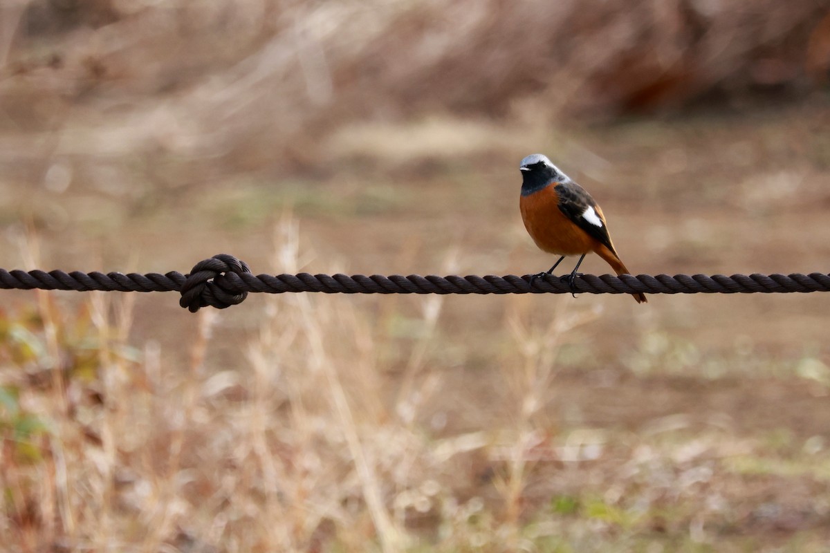 Горихвістка сибірська - ML647458397