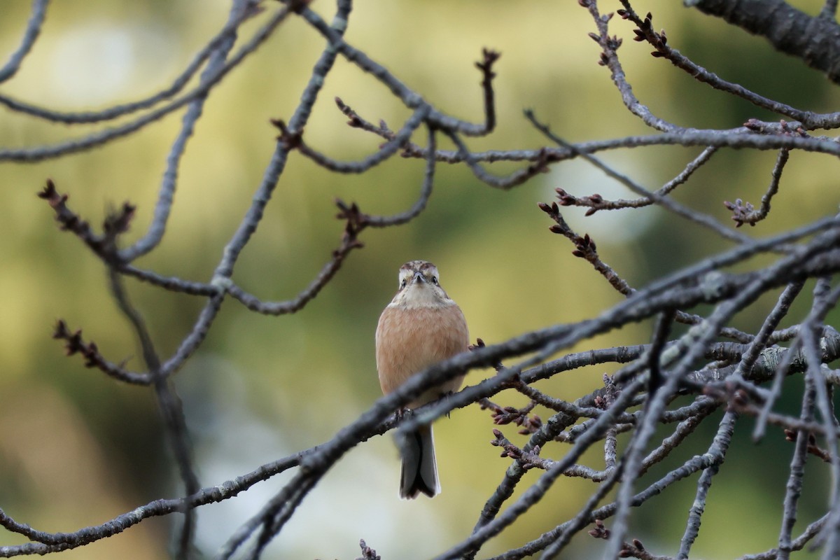 Вівсянка чорновуса - ML647458402