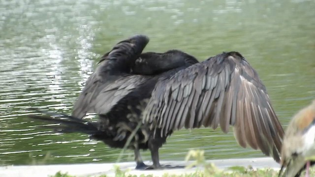 Cormorán Biguá - ML647458405