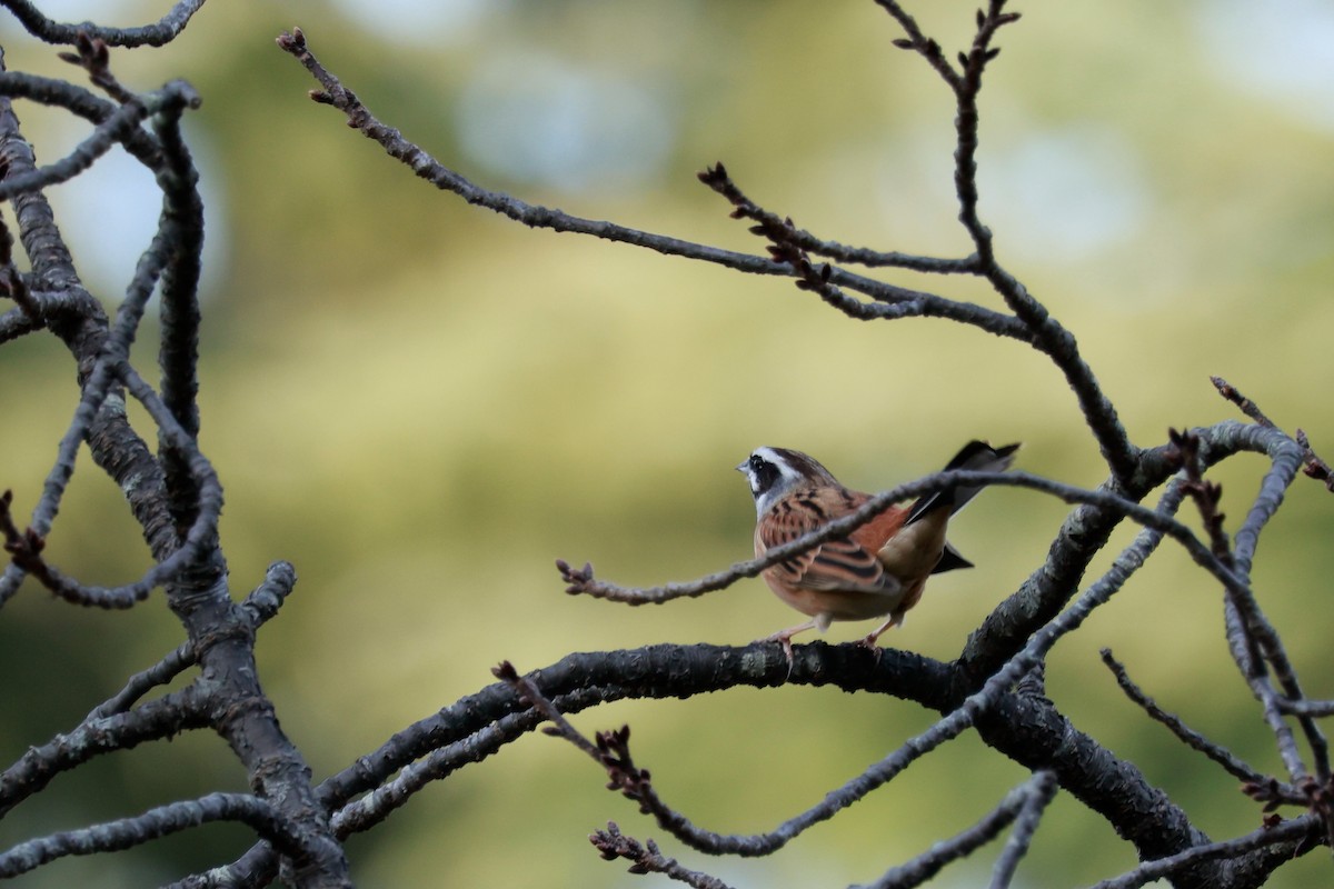 Вівсянка чорновуса - ML647458407
