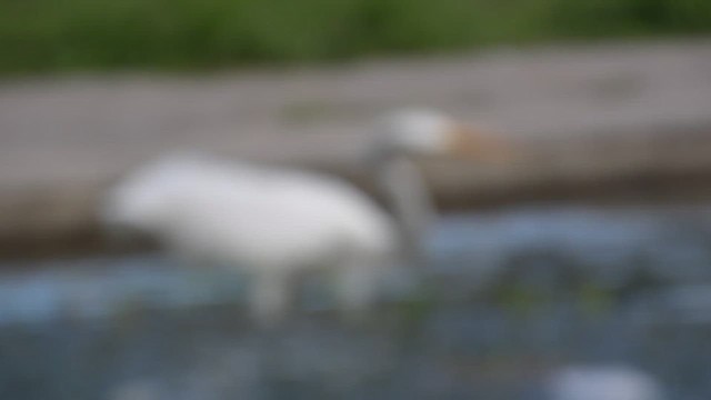 Garceta Grande (americana) - ML647458408