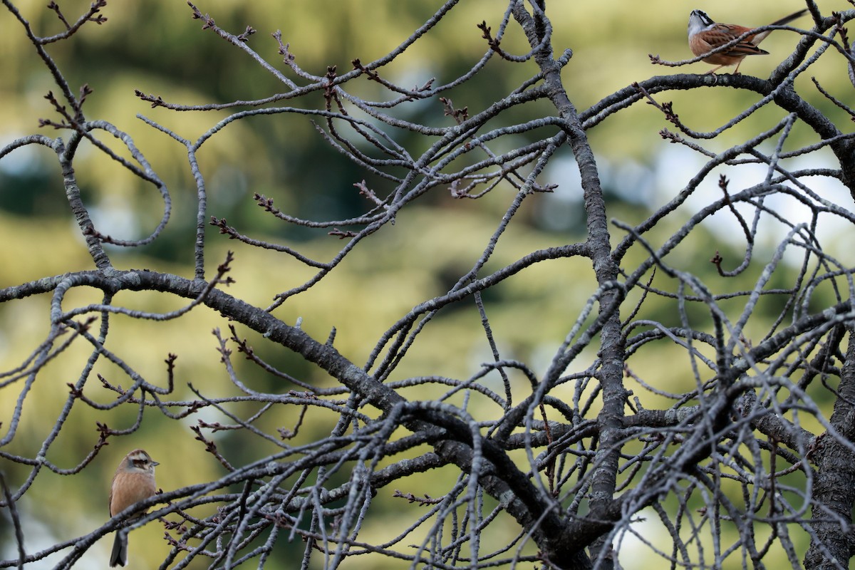 Вівсянка чорновуса - ML647458409