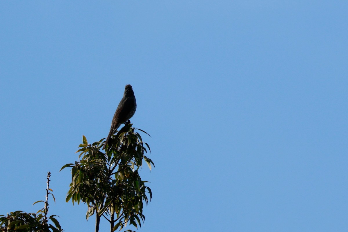 Оливник короткопалий - ML647458410