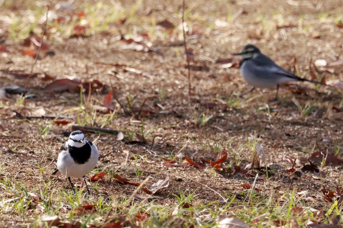 konipas bílý - ML647458432