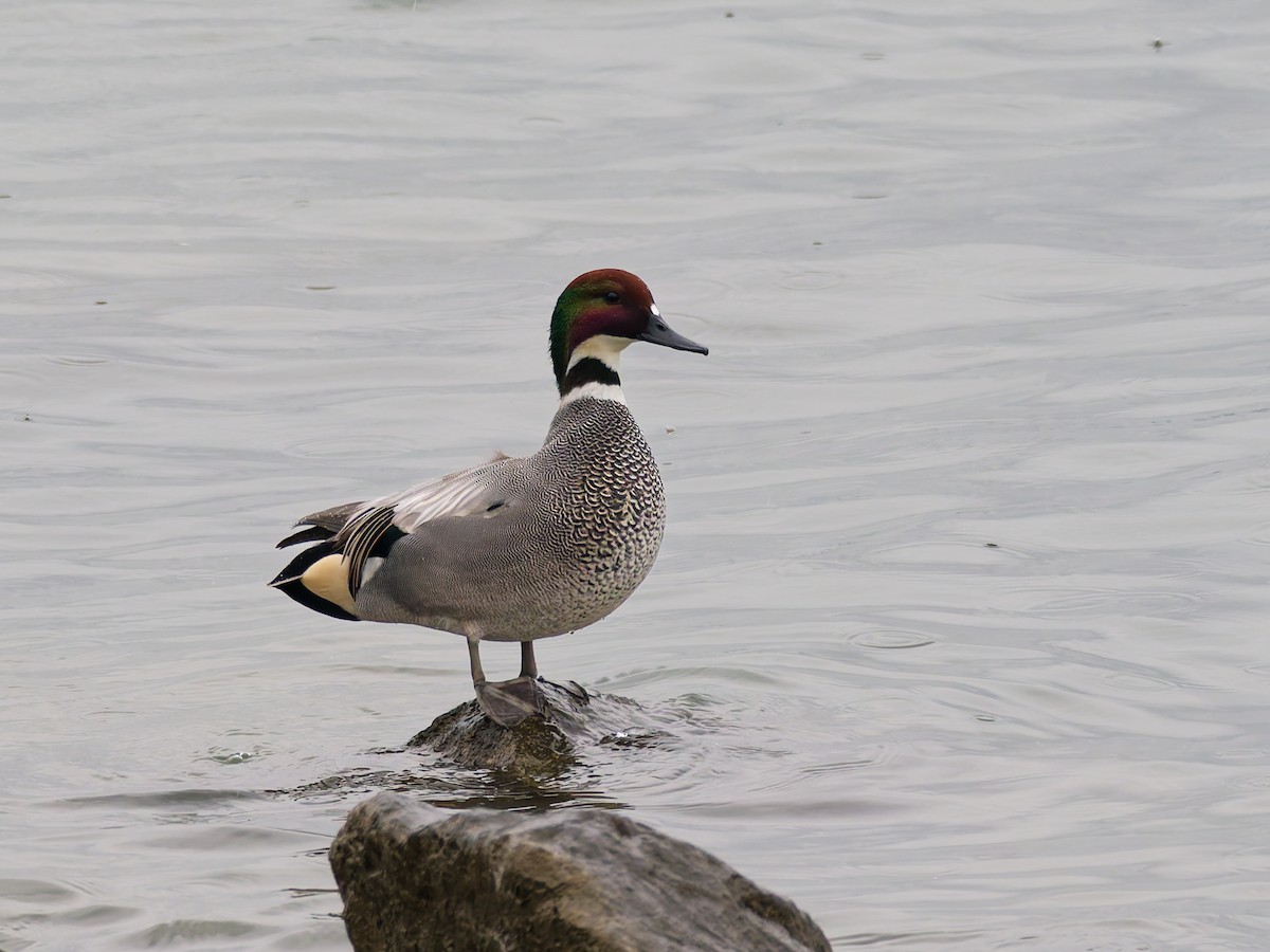 Falcated Duck - ML647458454