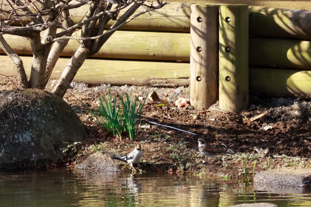 Костар великий - ML647458456