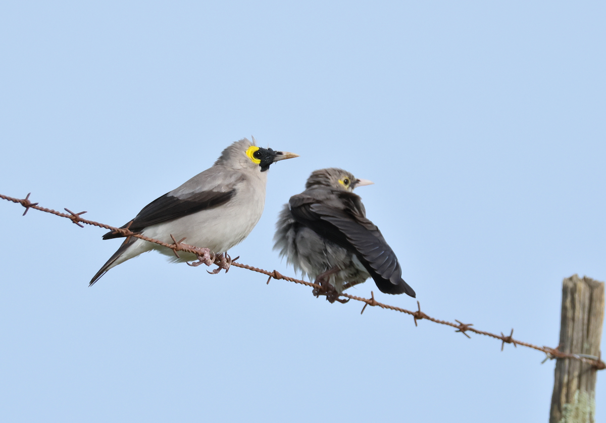 Бородатый скворец - ML647458458