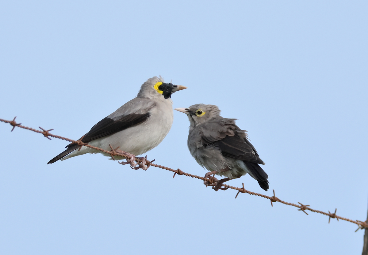 Бородатый скворец - ML647458459