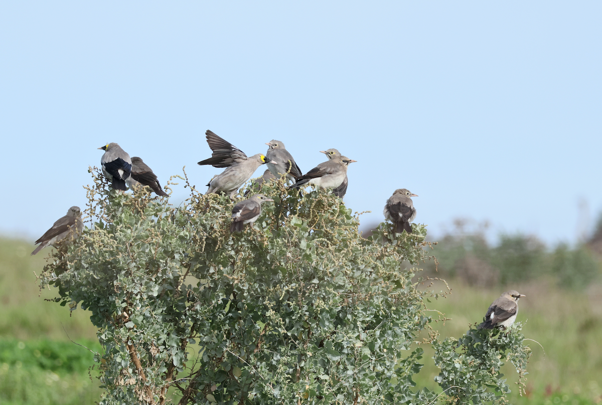 Бородатый скворец - ML647458460