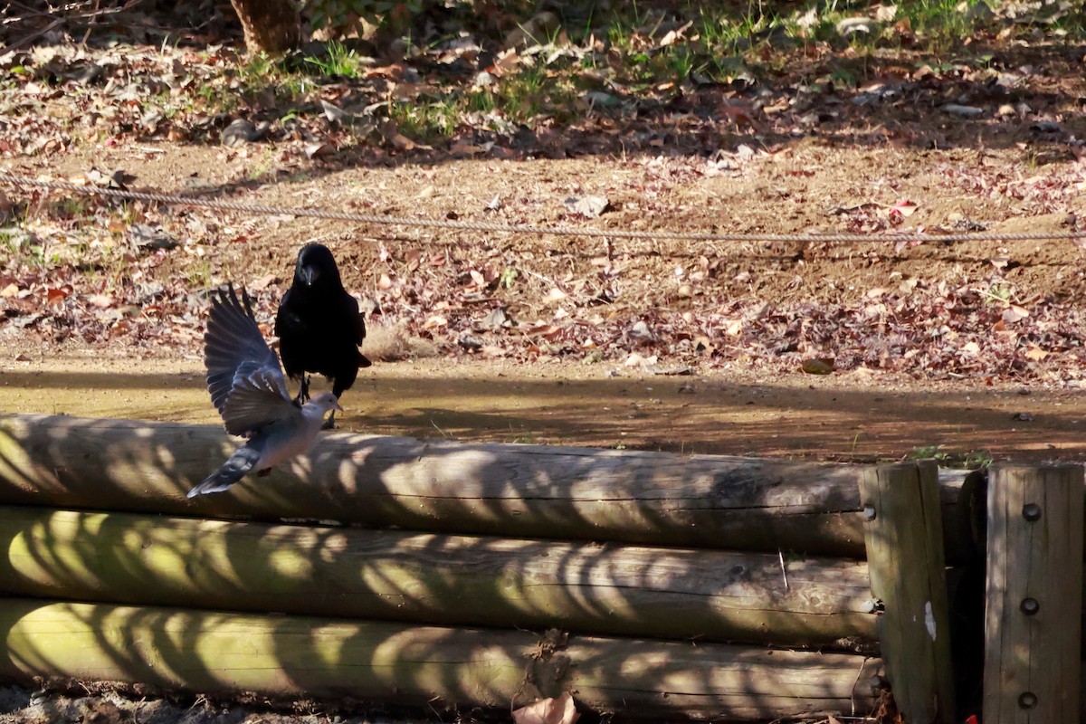 Горлиця велика - ML647458463