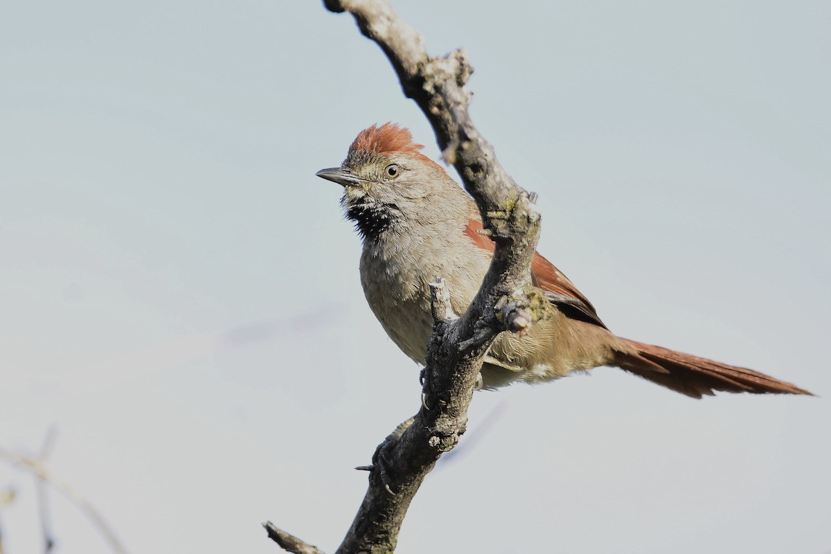 Sooty-fronted Spinetail - ML647458466
