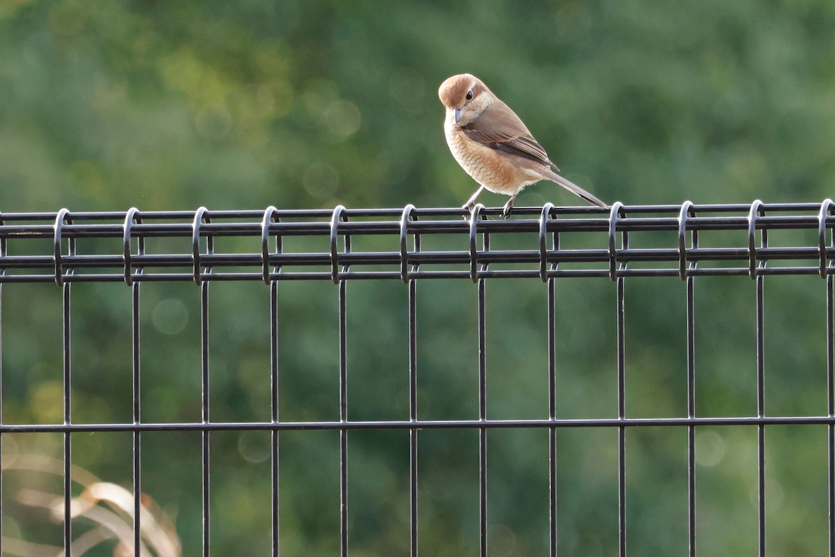 Сорокопуд японський - ML647458468