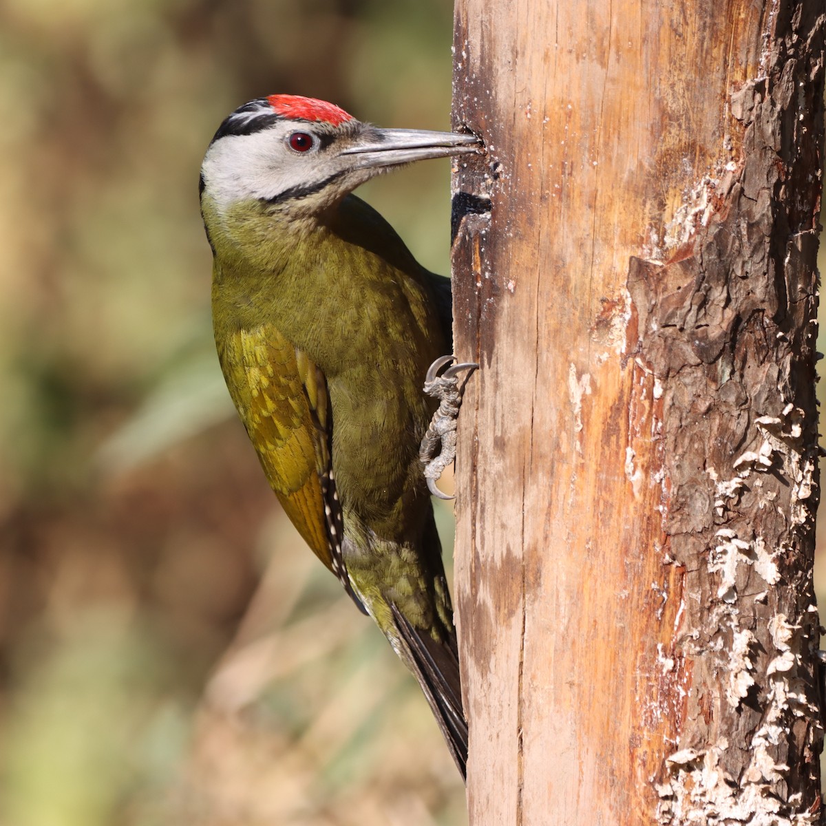 Pic cendré - ML647458480