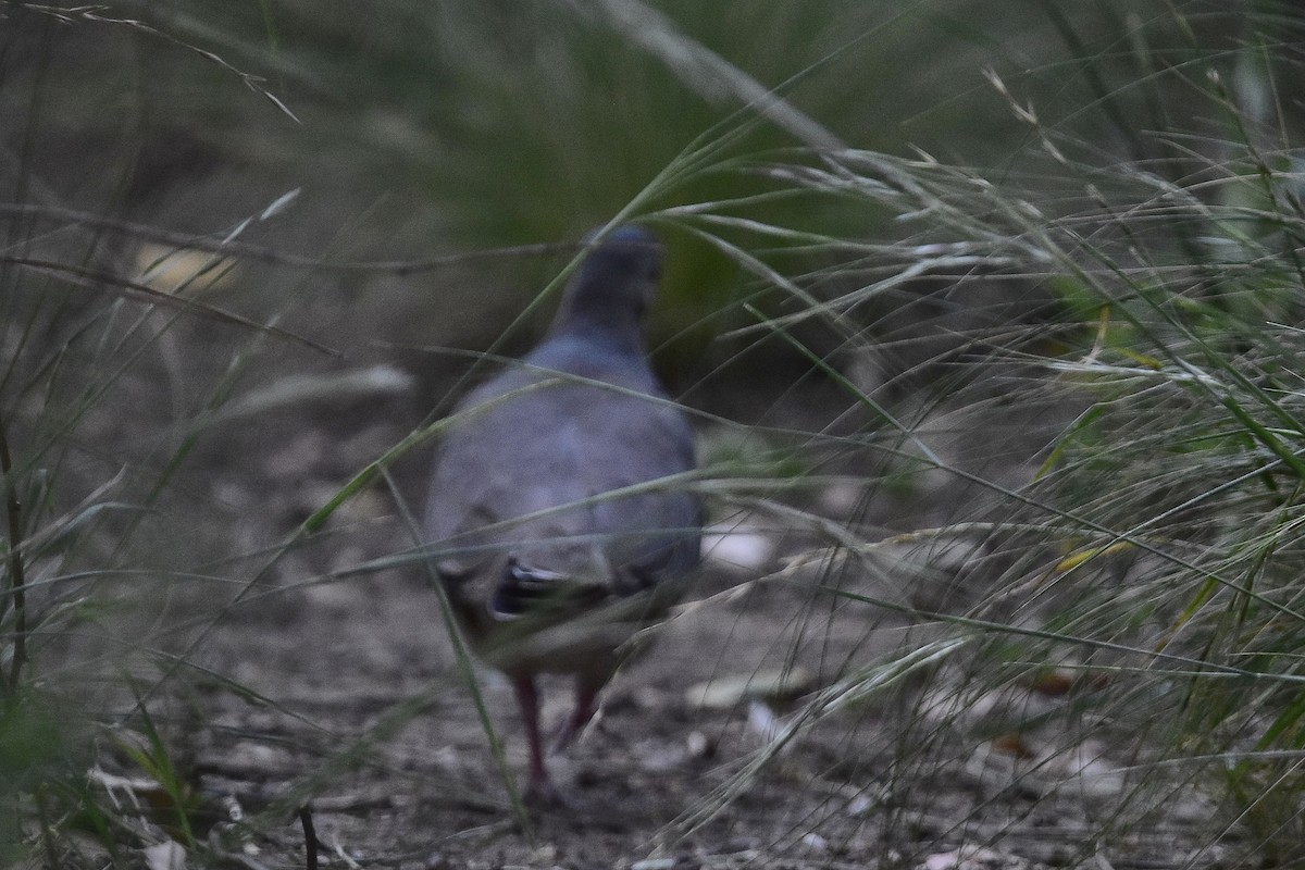 Горличка білолоба - ML647458509