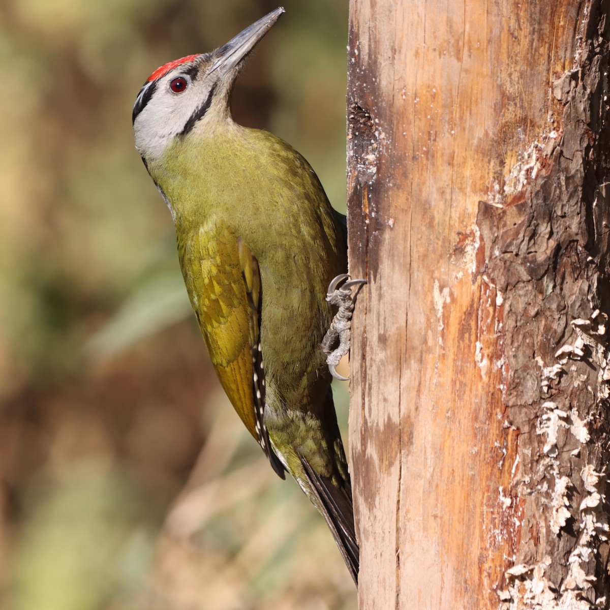 Pic cendré - ML647458512