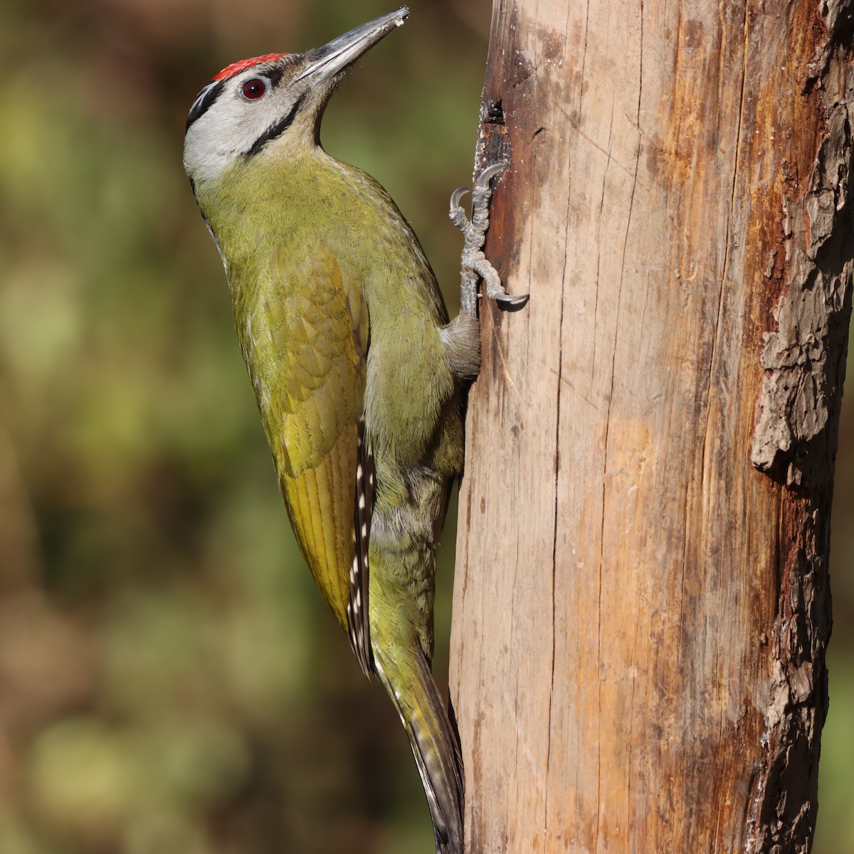 Pic cendré - ML647458514