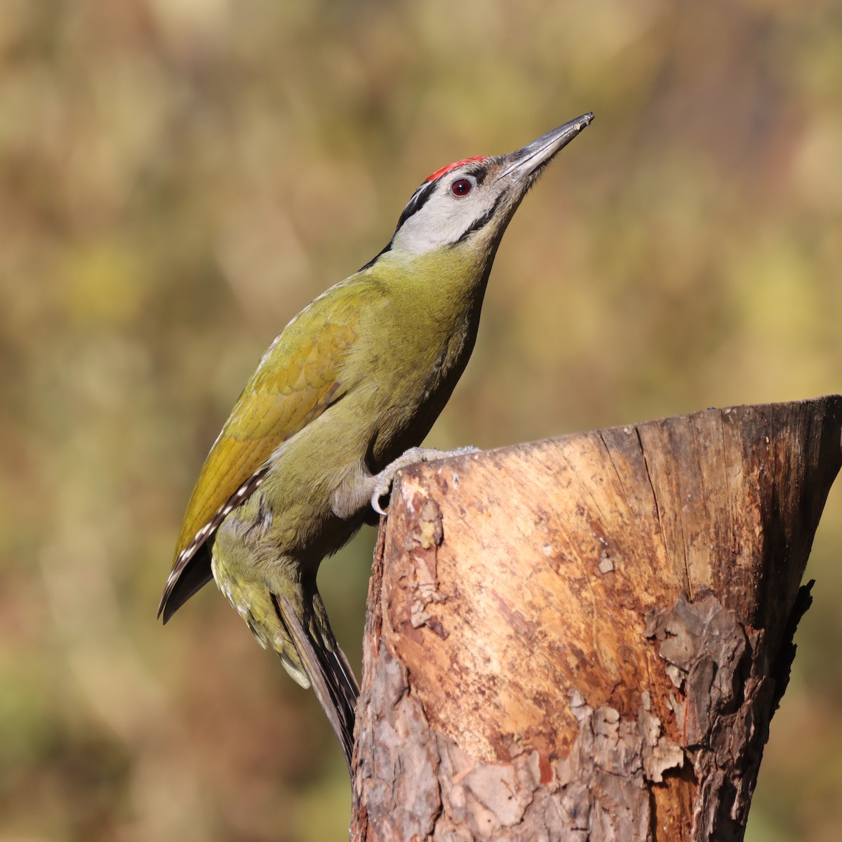 Pic cendré - ML647458517