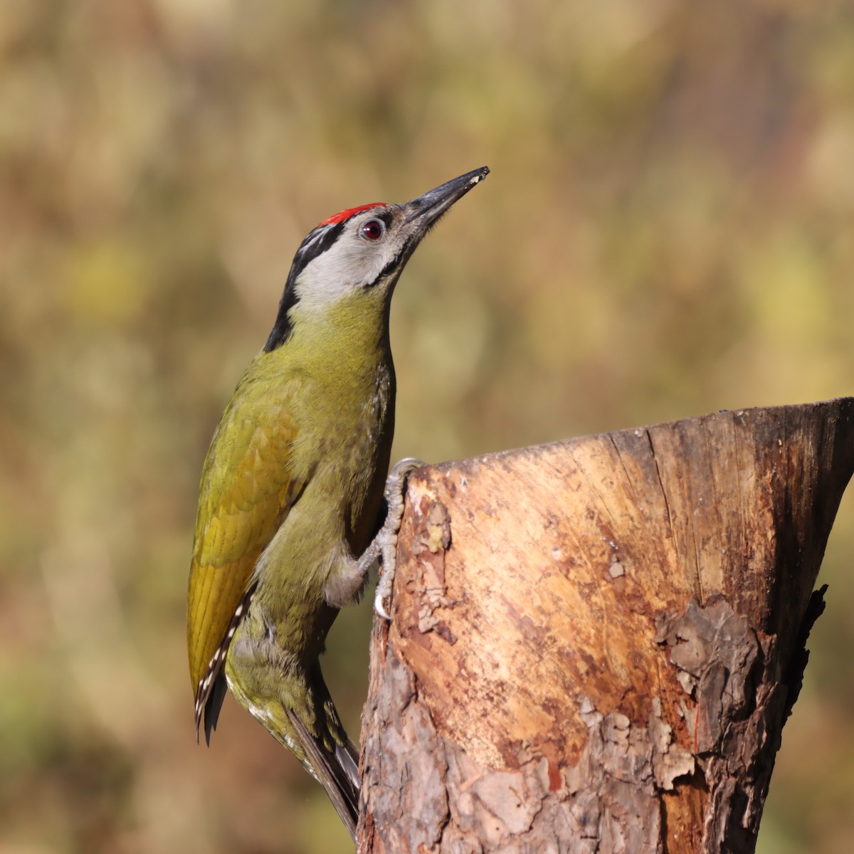 Pic cendré - ML647458519