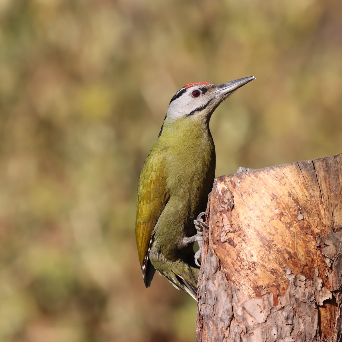 Pic cendré - ML647458520