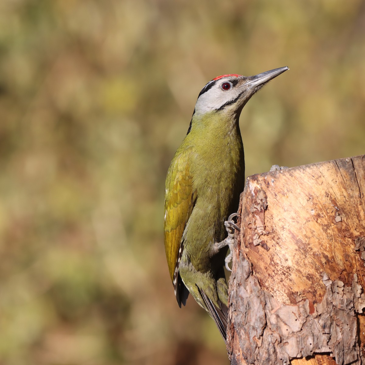 Pic cendré - ML647458527