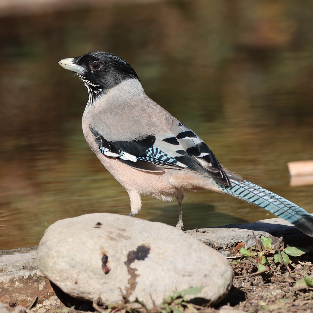 Сойка гімалайська - ML647458534