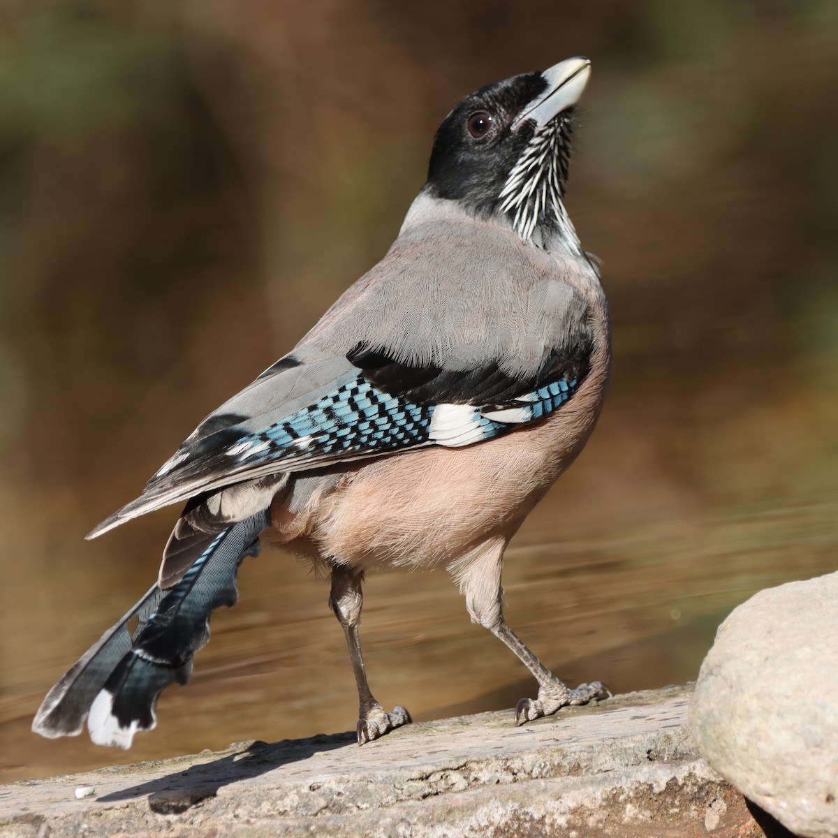 Сойка гімалайська - ML647458535